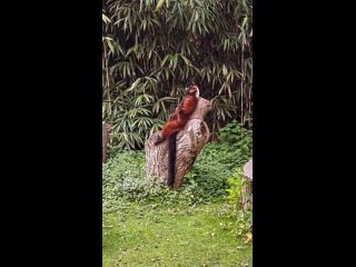 video- magcanut- (varecia rubra) /biology